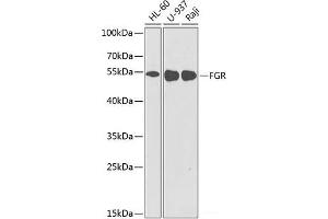Western blot analysis of extracts of various cell lines using FGR Polyclonal Antibody at dilution of 1:1000. (Fgr Antikörper)