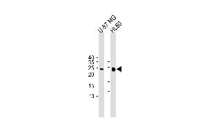 All lanes : Anti-Bcl-w Antibody (BH3 Domain Specific) at 1:1000 dilution Lane 1: U-87 MG whole cell lysate Lane 2: HL-60 whole cell lysate Lysates/proteins at 20 μg per lane. (BCL2L2 Antikörper  (AA 24-59))
