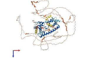 MAGED1 Protein (AA 1-778) (His tag)
