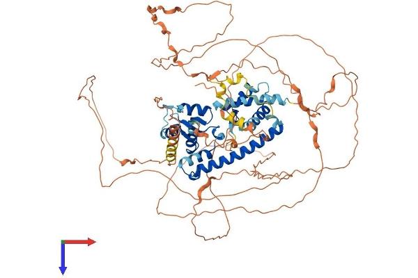 MAGED1 Protein (AA 1-778) (His tag)