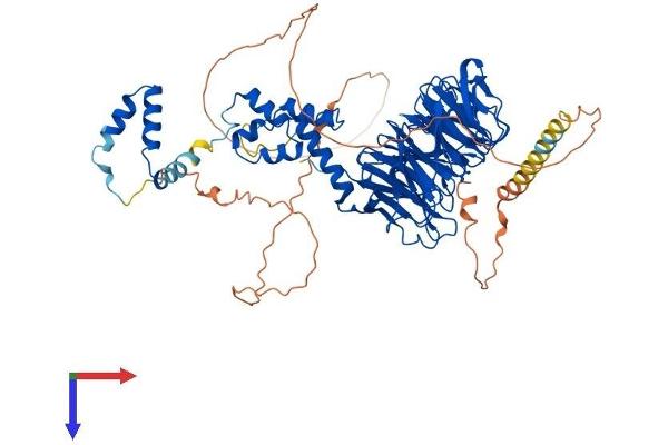 FBXW7 Protein (AA 1-707) (His tag)