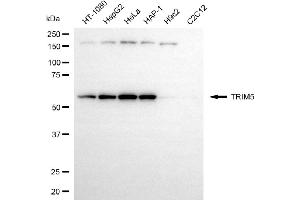 anti-Tripartite Motif Containing 5 (TRIM5) antibody