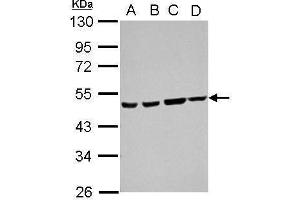 WB Image Sample (30 ug of whole cell lysate) A: 293T B: A431 C: HeLa D: HepG2 10% SDS PAGE antibody diluted at 1:1000 (Ataxin 10 Antikörper)