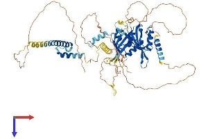 ARNTL Protein (AA 1-632) (His tag)
