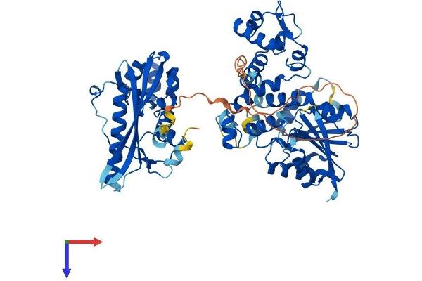 ASMTL Protein (AA 1-621) (His tag)