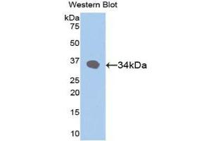 Western Blotting (WB) image for anti-Retinol Binding Protein 3, Interstitial (RBP3) (AA 19-320) antibody (ABIN1078479) (RBP3 Antikörper  (AA 19-320))