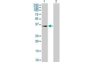 Western Blot analysis of UROD expression in transfected 293T cell line by UROD MaxPab polyclonal antibody. (UROD Antikörper  (AA 1-367))