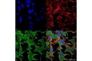 Immunofluorescence (fixed cells) (IF/ICC) image for anti-Neuronal Cell Adhesion Molecule (NRCAM) (AA 30-845), (Extracellular Domain) antibody (Atto 594) (ABIN1741291)