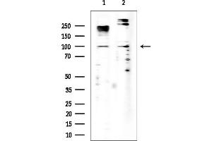 anti-FYVE, RhoGEF and PH Domain Containing 4 (FGD4) antibody