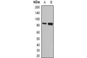 Western blot analysis of NASP expression in SW620 (A), HL60 (B) whole cell lysates.