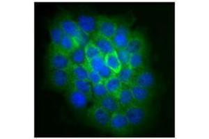 Immunofluorescence (IF) image for anti-NLR Family, Pyrin Domain Containing 2 (NLRP2) antibody (ABIN2666255) (NLRP2 Antikörper)