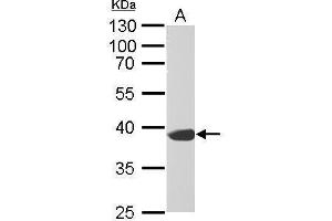 Western Blotting (WB) image for anti-Synaptophysin (SYP) (C-Term) antibody (ABIN2854881)