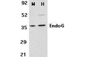 Western blot analysis of EndoG in mouse (M) 3T3 and human (H) HepG2 cell lysates with EndoG antibody at 2μg/ml. (Endonuclease G Antikörper  (AA 55-70))