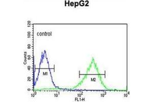 Flow cytometric analysis of HepG2 cells using HFE2 / Hemojuvelin Antibody (C-term) Cat. (HFE2 Antikörper  (C-Term))