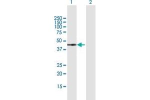 Western Blot analysis of GTF2H2 expression in transfected 293T cell line by GTF2H2 MaxPab polyclonal antibody.