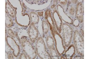 Immunoperoxidase of monoclonal antibody to MFN2 on formalin-fixed paraffin-embedded human kidney. (MFN2 Antikörper  (AA 661-757))