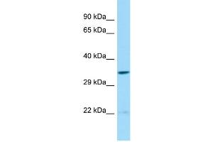 Host: Rabbit Target Name: SPATS1 Sample Type: 721_B Whole Cell lysates Antibody Dilution: 1. (SPATS1 Antikörper  (N-Term))
