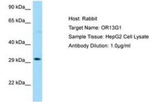Image no. 1 for anti-Olfactory Receptor, Family 13, Subfamily G, Member 1 (OR13G1) (AA 236-285) antibody (ABIN6750031) (OR13G1 Antikörper  (AA 236-285))