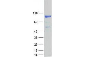 Validation with Western Blot (MSK1 Protein (Transcript Variant 1) (Myc-DYKDDDDK Tag))