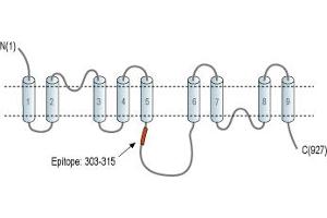 Representative domain view of the target of ABIN7237203. (Solute Carrier Family 8 (Sodium/calcium Exchanger), Member 3 (SLC8A3) Peptid)