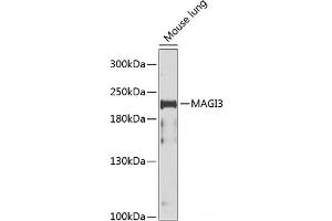 Western blot analysis of extracts of Mouse lung using MAGI3 Polyclonal Antibody at dilution of 1:1000. (MAGI3 Antikörper)