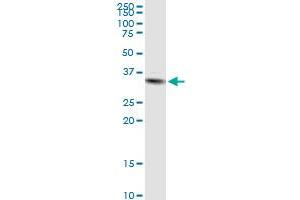 Western Blotting (WB) image for anti-Syntaxin 11 (STX11) (AA 1-287) antibody (ABIN522125)