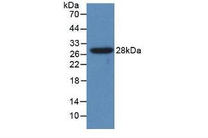 Western blot analysis of recombinant Human CYP1A1. (CYP1A1 Antikörper  (AA 1-250))
