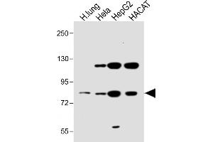 All lanes : Anti-SLC6A14 Antibody (C-term) at 1:1000 dilution Lane 1: Human lung lysate Lane 2: Hela whole cell lysate Lane 3: HepG2 whole cell lysate Lane 4: HACAT whole cell lysate Lysates/proteins at 20 μg per lane.