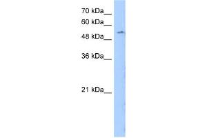 WB Suggested Anti-LMBR1 Antibody Titration:  0. (LMBR1 Antikörper  (N-Term))