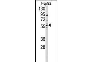 Western blot analysis of anti-DHCR24 Antibody (N-term)  in HepG2 cell line lysates (35 μg/lane). (Seladin 1 Antikörper  (N-Term))