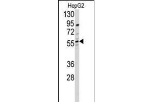 Western blot analysis of anti-DHCR24 Antibody (N-term)  in HepG2 cell line lysates (35 μg/lane).