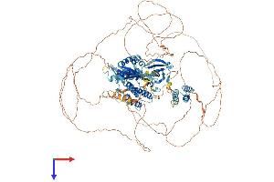 RPS6KC1 Protein (AA 1-1056) (His tag)