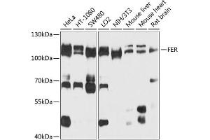 Western blot analysis of extracts of various cell lines, using FER antibody  at 1:1000 dilution. (FER Antikörper  (AA 200-450))