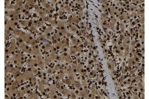 ABIN6273282 at 1/100 staining Human liver tissue by IHC-P. (p107 Antikörper  (C-Term))