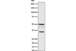 Western blot analysis of Bag1 expression in HeLa cell lysate. (Rekombinanter BAG1 Antikörper)