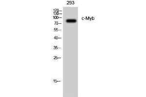 Western Blotting (WB) image for anti-V-Myb Myeloblastosis Viral Oncogene Homolog (Avian) (MYB) (Ser927) antibody (ABIN3179960) (MYB Antikörper  (Ser927))