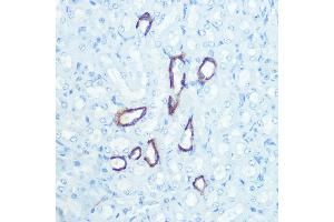 Immunohistochemistry (IHC) image for anti-Aquaporin 4 (AQP4) antibody (ABIN7265653)