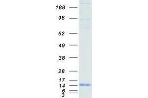 UBL5 Protein (Transcript Variant 1) (Myc-DYKDDDDK Tag)