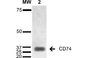 Western Blot analysis of Human Lymphoblastoid cell line (Raji) showing detection of 33-35 kDa CD74 protein using Mouse Anti-CD74 Monoclonal Antibody, Clone 1B8 . (CD74 Antikörper)