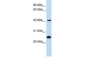 WB Suggested Anti-CDC25C Antibody Titration:  0. (CDC25C Antikörper  (N-Term))