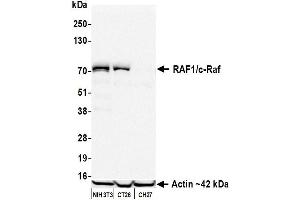 Western Blotting (WB) image for anti-V-Raf-1 Murine Leukemia Viral Oncogene Homolog 1 (RAF1) (AA 300-350) antibody (ABIN7795692)