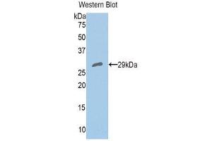 Western Blotting (WB) image for anti-Peroxiredoxin 4 (PRDX4) (AA 6-249) antibody (ABIN1860308) (Peroxiredoxin 4 Antikörper  (AA 6-249))