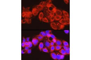 Immunofluorescence analysis of HepG2 cells using PYGL Rabbit pAb (ABIN6132277, ABIN6146525, ABIN6146526 and ABIN6222425) at dilution of 1:150 (40x lens). (PYGL Antikörper  (AA 1-280))