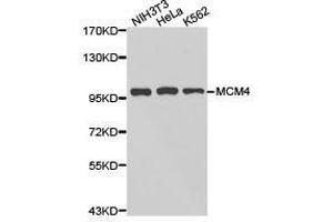 Western Blotting (WB) image for anti-Minichromosome Maintenance Deficient 4 (MCM4) antibody (ABIN1873665) (MCM4 Antikörper)