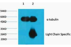 Immunoprecipitation (IP) analysis: 1) Input: Mouse Brain Tissue Lysate. (alpha Tubulin Antikörper)