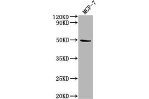 Western Blot Positive WB detected in: MCF-7 whole cell lysate All lanes: KLK11 antibody at 1:2000 Secondary Goat polyclonal to rabbit IgG at 1/50000 dilution Predicted band size: 32, 28, 34, 31 kDa Observed band size: 50 kDa (Kallikrein 11 Antikörper  (AA 90-282))