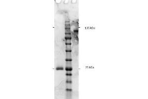 SDS-PAGE results of Goat F(ab')2 Anti-Rat IgG F(c) Antibody. (Ziege anti-Ratte IgG (Fc Region) Antikörper - Preadsorbed)