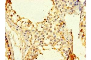 Immunohistochemistry of paraffin-embedded human testis tissue using ABIN7158857 at dilution of 1:100 (CDC25C Antikörper  (AA 1-473))