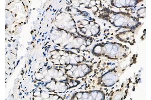 ABIN6264713 and ABIN6279761 at 1/100 staining Rat stomach tissue by IHC-P. (RFPL2 Antikörper  (Internal Region))