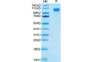 SDS-PAGE (SDS) image for Epidermal Growth Factor Receptor (EGFR) (AA 25-645) protein (FITC,His-Avi Tag) (ABIN7274528)